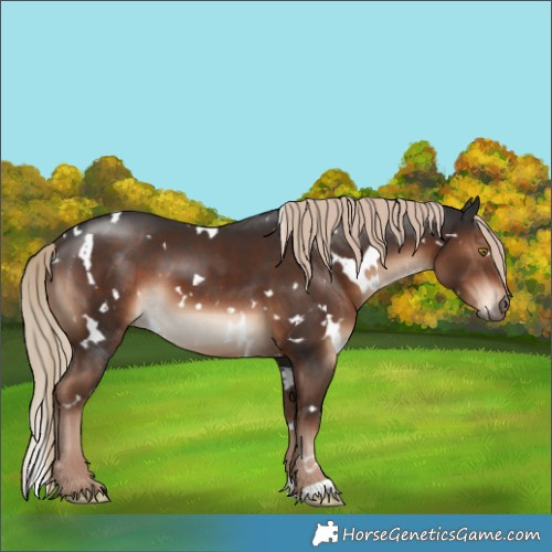 Horse Color:White Spotted Liver Chestnut 
