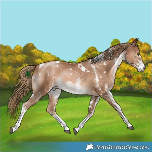 Horse Color:White Spotted Liver Chestnut Pearl 