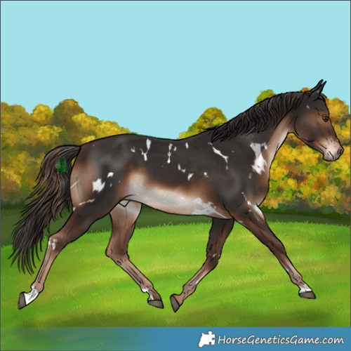 Horse Color:White Spotted Liver Chestnut 