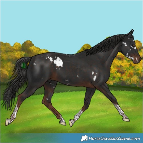 Horse Color:White Spotted Liver Chestnut Tobiano Rabicano 