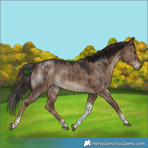 Horse Color:Liver Red Dun Tobiano Brindle 
