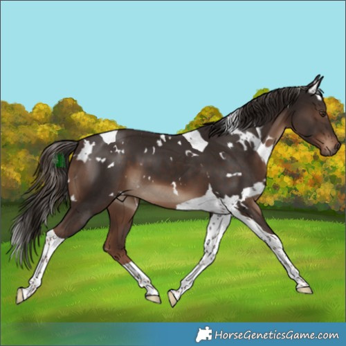 Horse Color:White Spotted Liver Chestnut Tobiano 