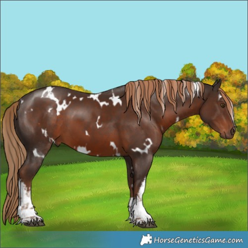 Horse Color:White Spotted Liver Chestnut 