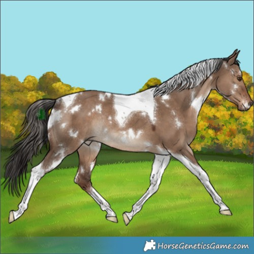 Horse Color:White Spotted Liver Red Dun Tobiano Rabicano 