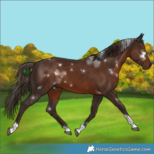 Horse Color:White Spotted Liver Chestnut Tobiano 