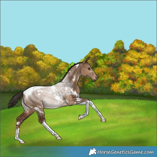 Horse Color:White Spotted Liver Red Dun Tobiano 