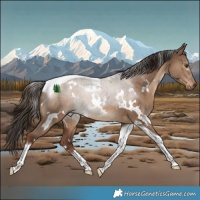 Horse Color:White Spotted Liver Red Dun Tobiano