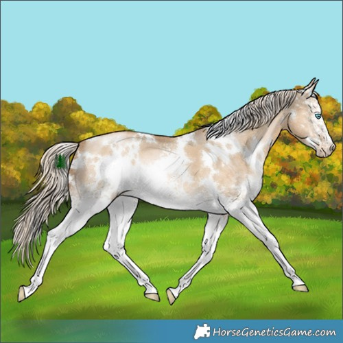 Horse Color:White Spotted Chocolate Palomino Pearl Dun 