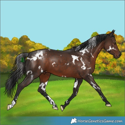 Horse Color:White Spotted Liver Chestnut 
