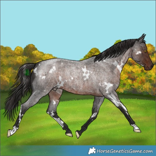 Horse Color:White Spotted Liver Red Roan 