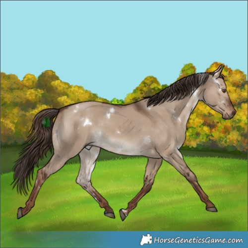 Horse Color:White Spotted Liver Red Dun 