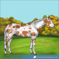 Horse Color:Bay Harlequin Merle 