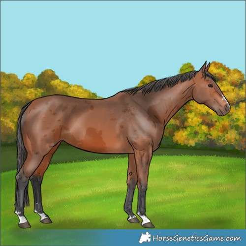 Horse Color:Bay Merle