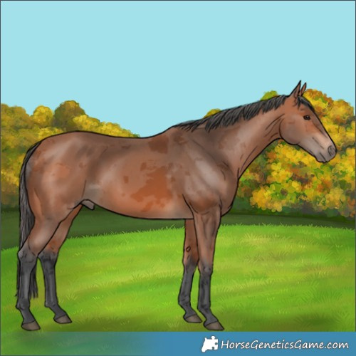 Horse Color:Bay Merle 