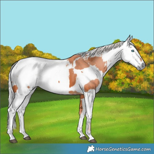 Horse Color:Silver Bay Harlequin Merle 