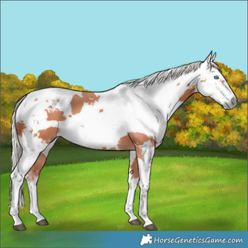Horse Color:Silver Bay Harlequin Merle