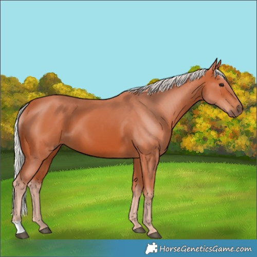 Horse Color:Silver Bay