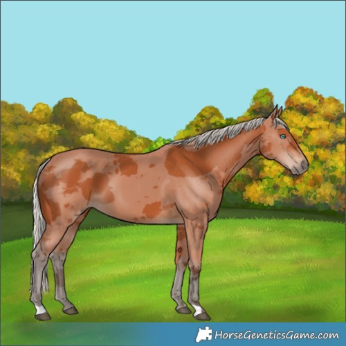 Horse Color:Silver Bay Merle