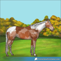 Horse Color:Silver Bay Merle