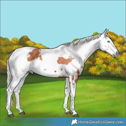 Horse Color:Silver Bay Harlequin Merle