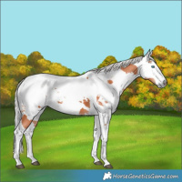 Horse Color:Silver Bay Harlequin Merle
