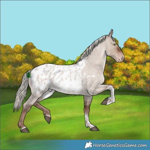 Horse Color:Liver Red Dun Roan Mushroom Tobiano Appaloosa 