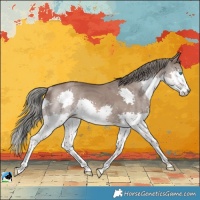 Horse Color:Liver Red Dun Mushroom Splash Rabicano 