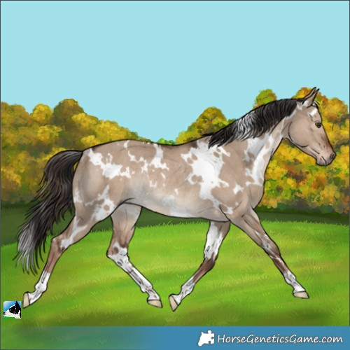 Horse Color:White Spotted Liver Red Dun Rabicano 