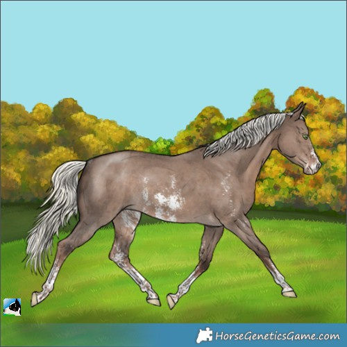 Horse Color:Liver Red Dun Mushroom Sabino Rabicano 