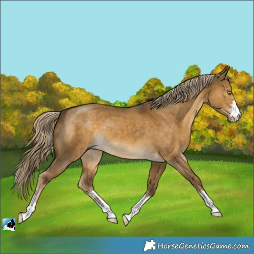 Horse Color:Chocolate Palomino Dun Mushroom 