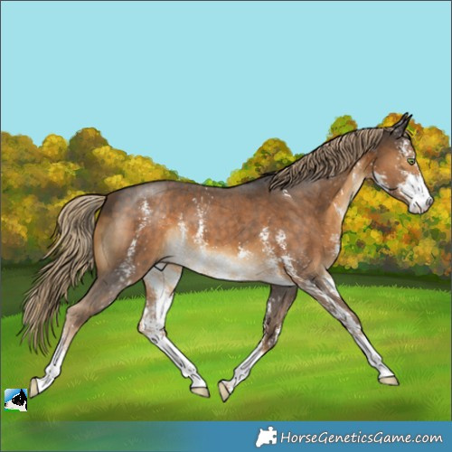 Horse Color:Chocolate Palomino Sabino 