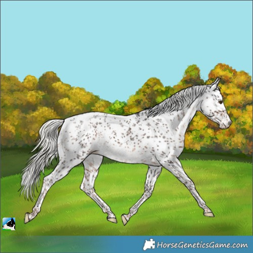 Horse Color:White Spotted Liver Chestnut Mushroom Sabino 
