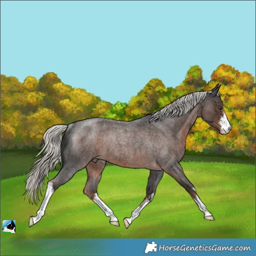 Horse Color:White Spotted Liver Red Roan Mushroom Rabicano 