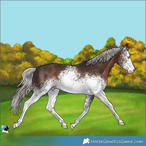 Horse Color:White Spotted Liver Chestnut Mushroom 