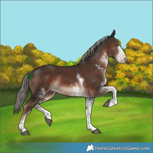 Horse Color:White Spotted Liver Chestnut Mushroom Tobiano 