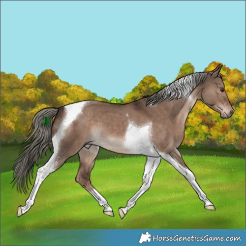 Horse Color:Liver Red Dun Mushroom Tobiano 