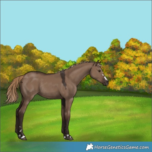 Horse Color:Unknown 
