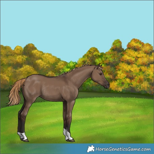 Horse Color:Unknown 
