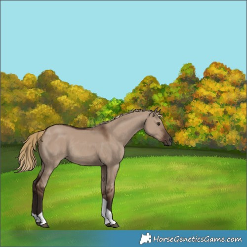 Horse Color:Unknown 
