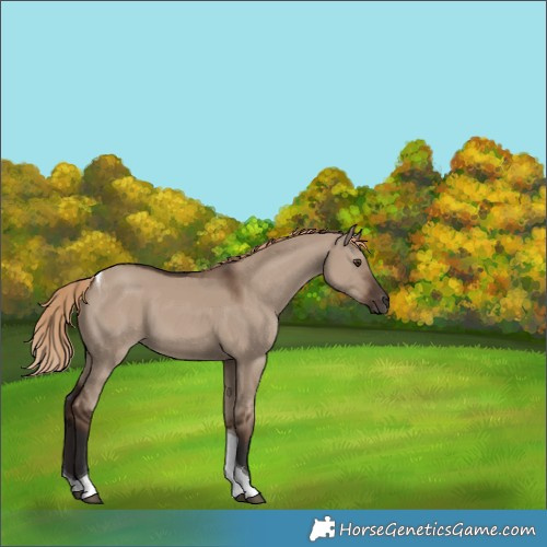 Horse Color:Unknown 