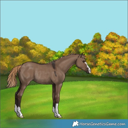 Horse Color:Unknown 