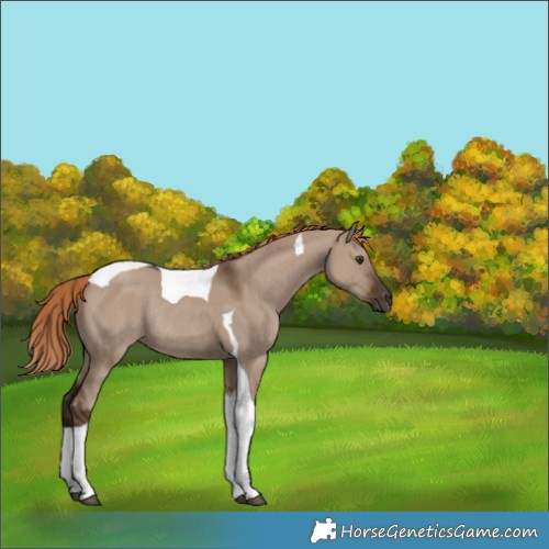 Horse Color:Unknown 