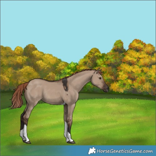 Horse Color:Unknown 