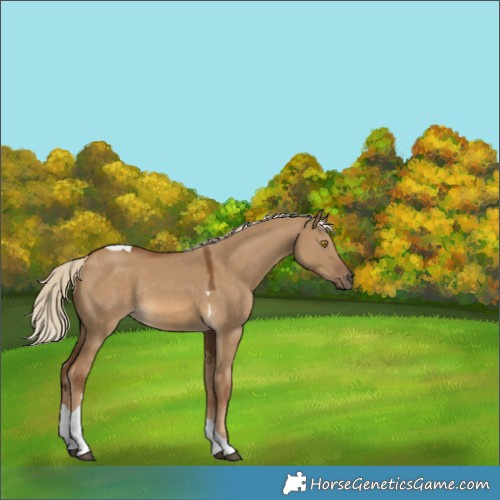 Horse Color:Unknown 