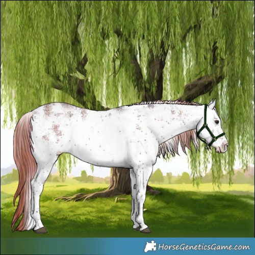 Horse Color:Plaid  White Spotted Liver Chestnut Sabino 