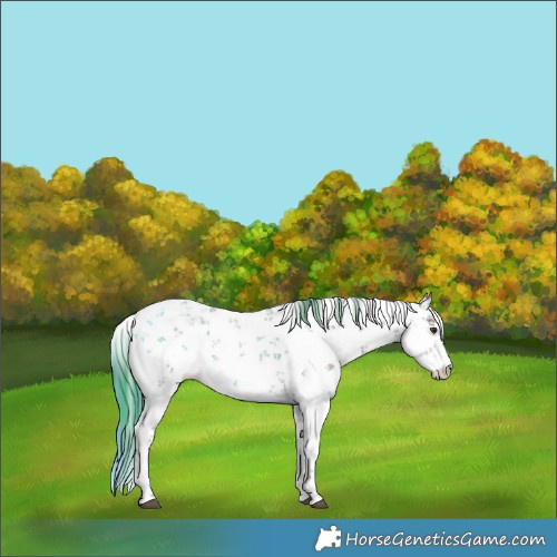 Horse Color:Plaid  White Spotted Liver Chestnut Sabino Rabicano 