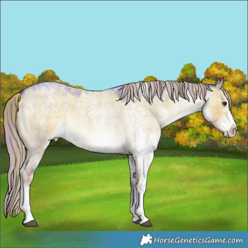 Horse Color:Plaid  White Spotted Chocolate Palomino Roan Dun 