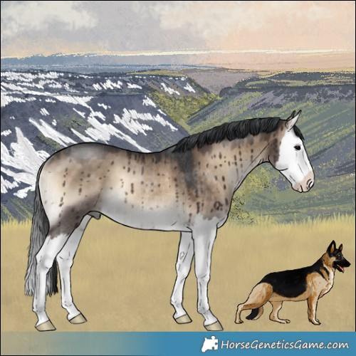 Horse Color:Brown Onyx Splash Rabicano Brindle 