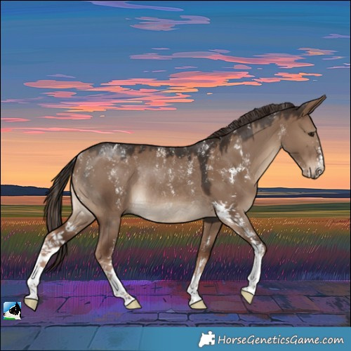 Horse Color:Powder White Liver Red Dun Sabino Rabicano 