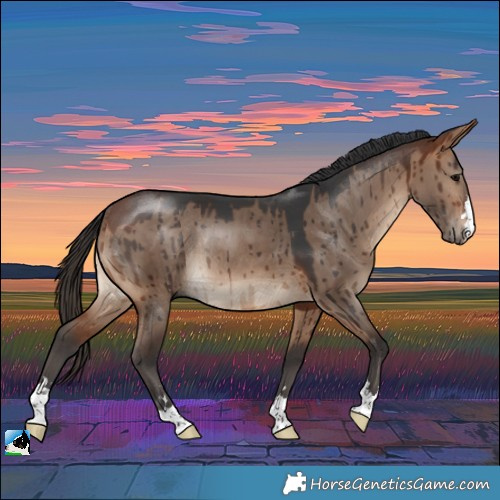Horse Color:Bay Dun Rabicano Brindle 